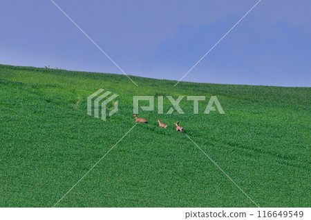 A wheat field and a running deer near the town of Staviesice on the South Moravian steppe in the Czech Republic, Central Europe A wheat field and a running deer near the town of Staviesice on the South Moravian steppe in the Czech Republic, Central Europe 116649549