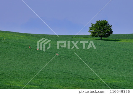 中歐捷克共和國摩拉維亞草原南部小鎮斯塔維塞斯 (Stawiesice) 附近的一座麥田山和奔跑的鹿 116649556