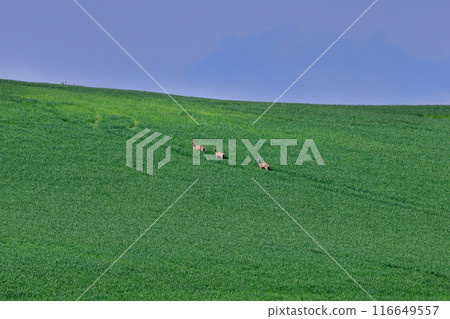 中歐捷克共和國摩拉維亞草原南部小鎮斯塔維塞斯 (Stawiesice) 附近的一座麥田山和奔跑的鹿 116649557