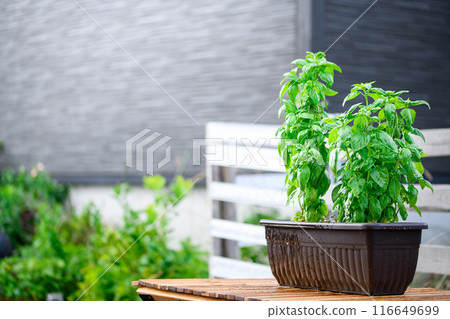 Vegetable garden basil Vegetable garden basil 116649699
