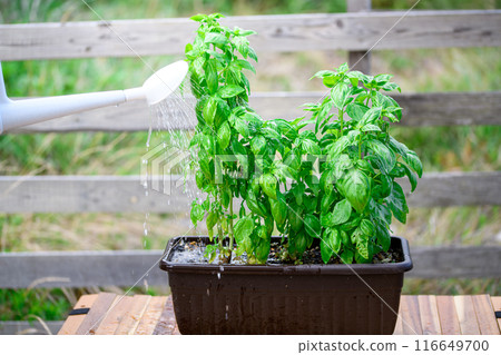 Vegetable garden basil 116649700
