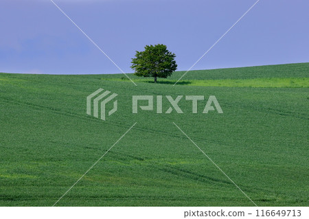 A hill of wheat fields near the town of Stawiese in the Moravian steppes, South Moravia, Czech Republic, Central Europe A hill of wheat fields near the town of Stawiese in the Moravian steppes, South Moravia, Czech Republic, Central Europe 116649713