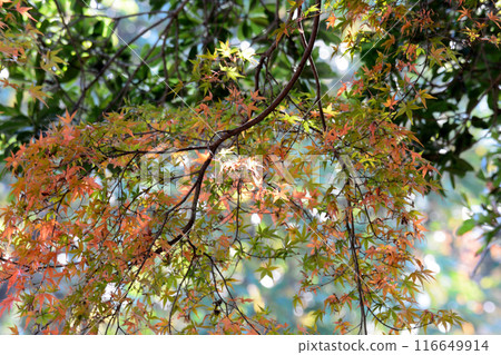 茨城縣植物園 2023-11-28 #131 116649914
