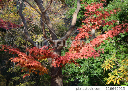 Ibaraki Botanical Garden 2023-11-28 #132 116649915
