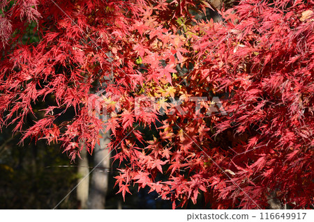 Ibaraki Botanical Garden 2023-11-28 #134 116649917