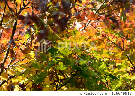 Ibaraki Botanical Garden 2023-11-28 #135 116649918