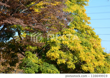 Ibaraki Botanical Garden 2023-11-28 #136 116649919