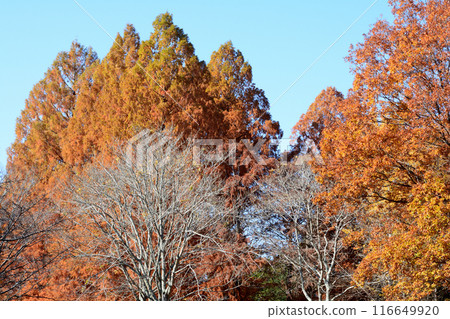 Ibaraki Botanical Garden 2023-11-28 #137 116649920