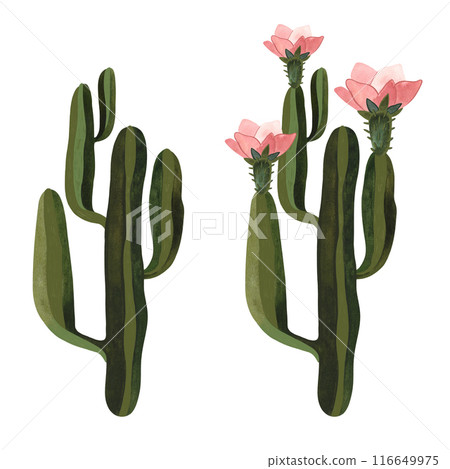 Cactus. Plants for the home. Floriculture. Desert flora. Isolated watercolor illustration on white background. Clipart. 116649975