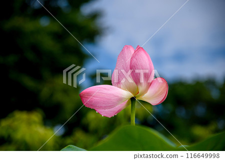 Fresh lotus flowers after the rain Fresh lotus flowers after the rain 116649998