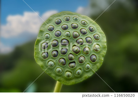 古老蓮花盤子 116650020