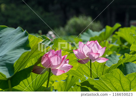 透射光美麗的蓮花 116650023