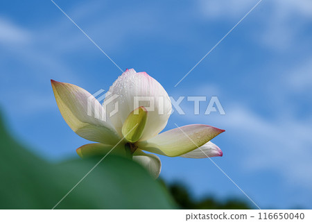 Pale pink lotus flower blooming against the blue sky 116650040