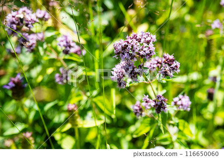 Wild oregano plant in the meadow. 116650060