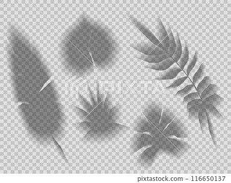 Vector set of transparent shadows of tropical leaves isolated from background. Clipart plant leaves shadow overlay effect 116650137