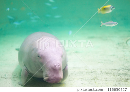 儒艮與魚 116650527