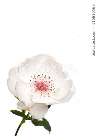 傑奎琳·杜普雷 傑奎琳·杜普雷 116650569