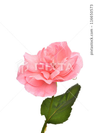 Queen Elizabeth 116650573