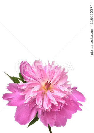 Peony Peony 116650574
