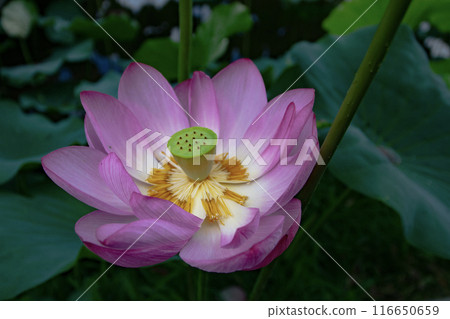 bee sucking nectar from lotus flower 116650659