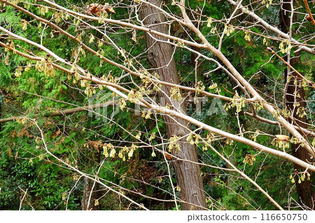 Buds of the Japanese prunus japonica [Tsukui, Sagamihara City, December] 116650750