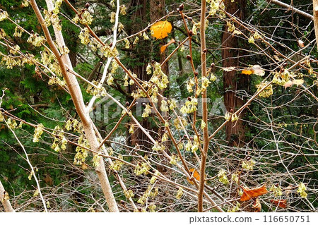 Buds of the Japanese prunus japonica [Tsukui, Sagamihara City, December] 116650751