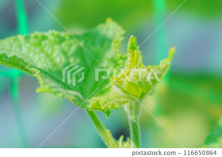Cucumber leaves 116650864