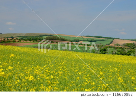 Rape blossoms on the Moravian steppe near the Rolling Hills Observatory in South Moravia, Czech Republic, Central Europe Rape blossoms on the Moravian steppe near the Rolling Hills Observatory in South Moravia, Czech Republic, Central Europe 116650892