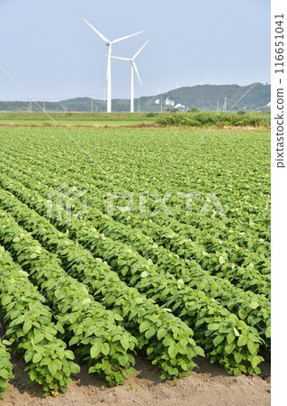 夏天在北海道江差拍攝大豆田 116651041