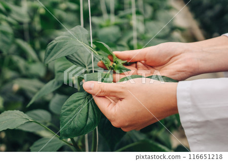 Increased productivity. Scientist touches analyzes foliage green vegetables after treating plants with pesticides. Bioengineer conducts experiment on plantation of growing bell peppers in greenhouse 116651218