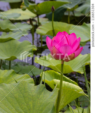 岩手縣大船渡市的中尊寺蓮花盛開 116651304