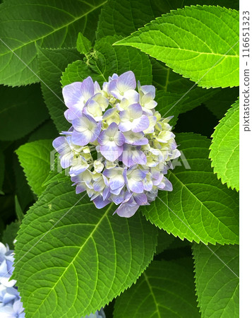 Closeup of Hydrangea macrophylla, big leaf hydrangea Closeup of Hydrangea macrophylla, big leaf hydrangea 116651323