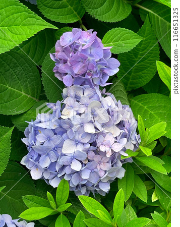 Closeup of Hydrangea macrophylla, big leaf hydrangea Closeup of Hydrangea macrophylla, big leaf hydrangea 116651325