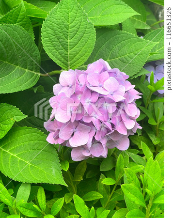Closeup of Hydrangea macrophylla, big leaf hydrangea Closeup of Hydrangea macrophylla, big leaf hydrangea 116651326