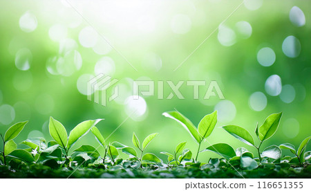 Fresh green leaves and sunlight filtering through the trees, Generative AI, AI images Fresh green leaves and sunlight filtering through the trees, Generative AI, AI images 116651355