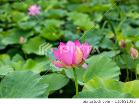 Chusonji lotus flowers blooming in Ofunato City, Iwate Prefecture Chusonji lotus flowers blooming in Ofunato City, Iwate Prefecture 116651386