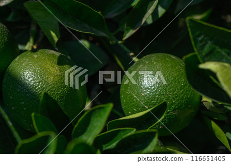 green oranges on a tree in Cyprus green oranges on a tree in Cyprus 116651405