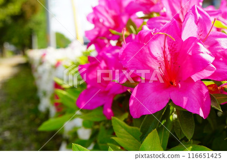 Deep pink azalea flowers blooming in the park in spring. 116651425