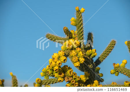 cactus with yellow fruits in winter in Cyprus 7 116651469