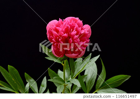 Peony root Peony root 116651497