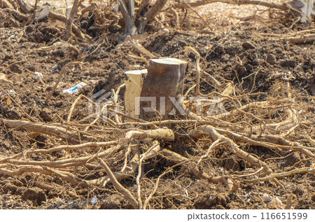 Gazeveren Cyprus 03.07.2024 - excavator uproots the roots of orange trees 116651599
