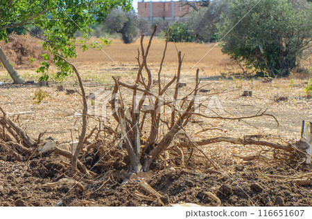 Gazeveren Cyprus 03.07.2024 - excavator uproots the roots of orange trees Gazeveren Cyprus 03.07.2024 - excavator uproots the roots of orange trees 116651607