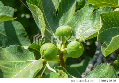 Green fig fruits growing on stems 116651616