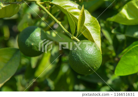close up of young green oranges hanging on the tree close up of young green oranges hanging on the tree 116651631