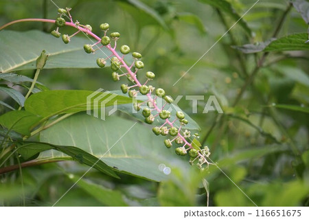American pokeweed flowers and fruits - 2024 116651675