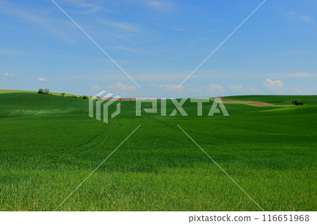 捷克共和國南摩拉維亞，中歐羅林山觀景台附近摩拉維亞草原的山丘景觀 116651968