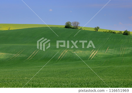 捷克共和國南摩拉維亞，中歐羅林山觀景台附近摩拉維亞草原的山丘景觀 116651969
