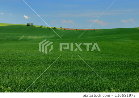 Hilly view of the Moravian steppe near the Rolling Hills viewpoint, South Moravia, Czech Republic, Central Europe 116651972