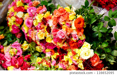 Different Types and Different color of Roses in howrah flower market for sale 116652095