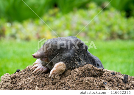 Mole animal - Talpa Europaea, causing damage as a pest in the garden with its mole hills and underground tunnels 116652255